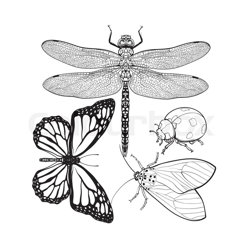 800x800 Set Of Insects Like Dragonfly, Butterfly, Ladybird And Moth