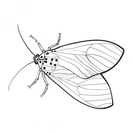 450x450 Top View Of Gray Moth, Isolated Sketch Style Illustration Stock