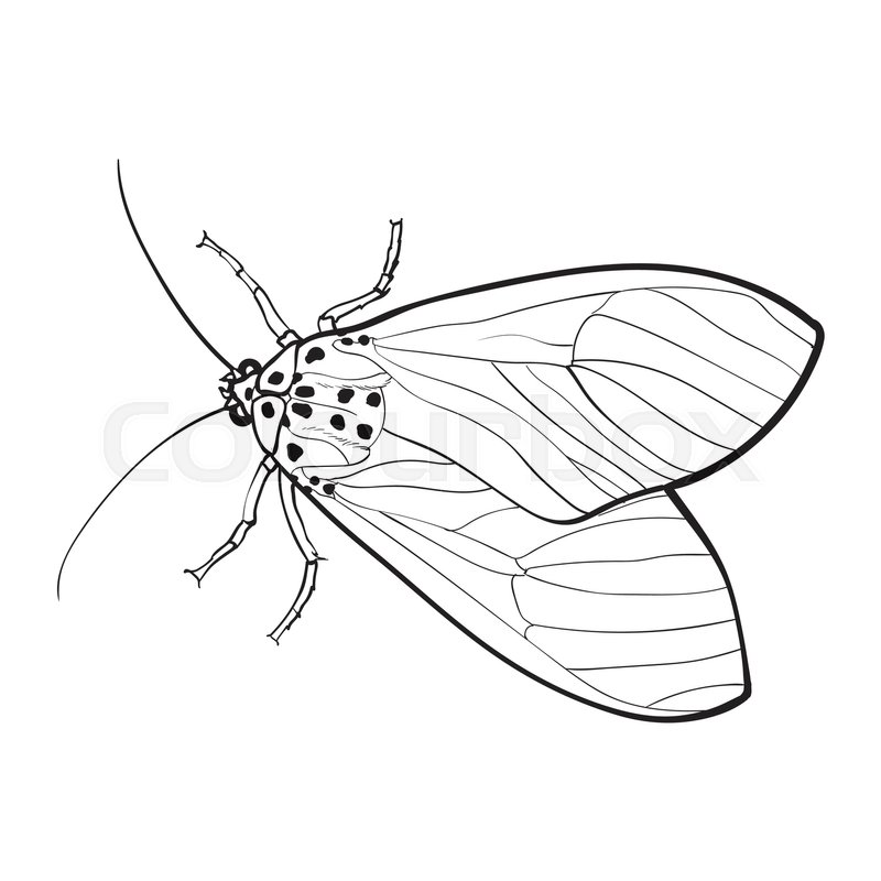 800x800 Top View Of Gray Moth, Sketch Illustration Isolated On White