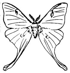 236x247 Moth Drawing