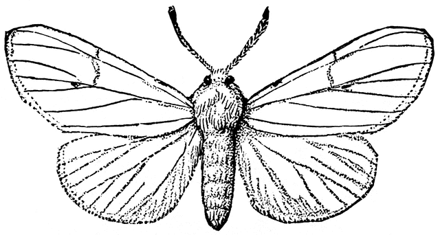 640x342 Fallweb Worm Moth Clipart Etc