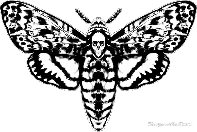 800x534 Death's Head Moth Stickers By Shayneofthedead Redbubble