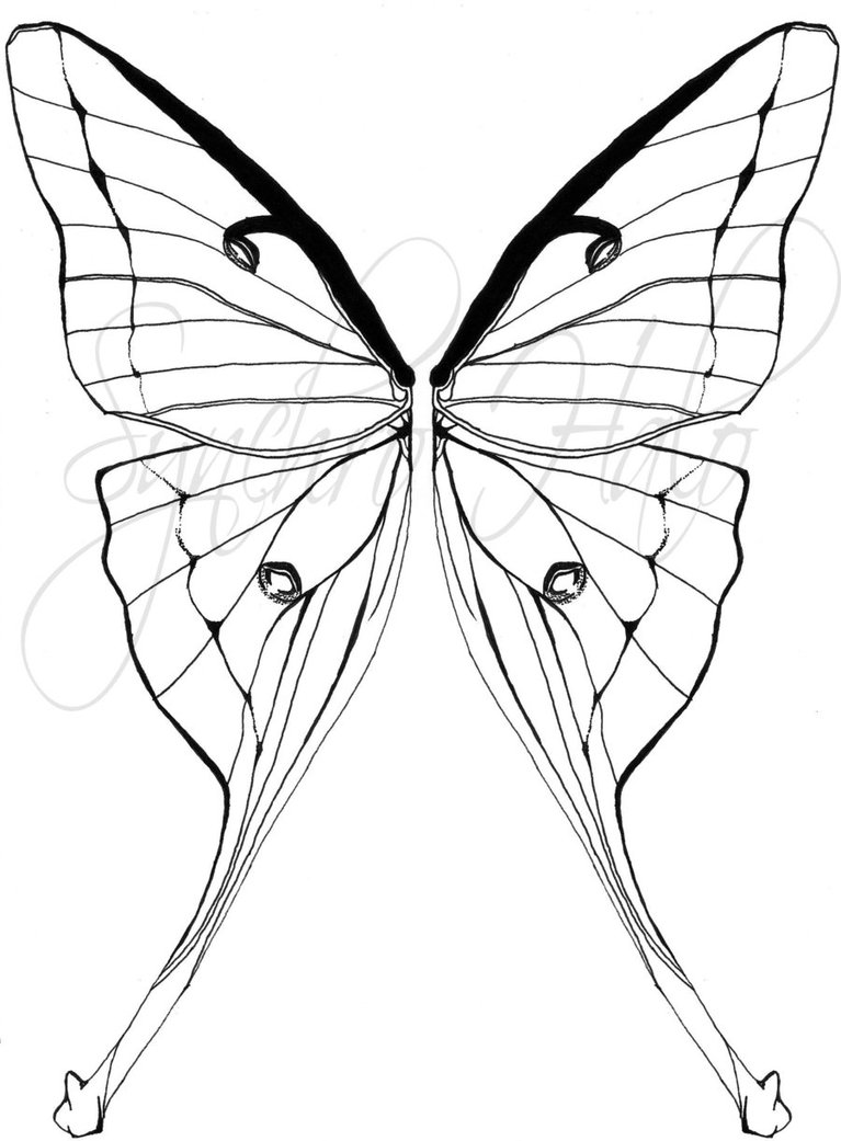 767x1041 Luna Moth Tattoo Commission By Synchro Halo