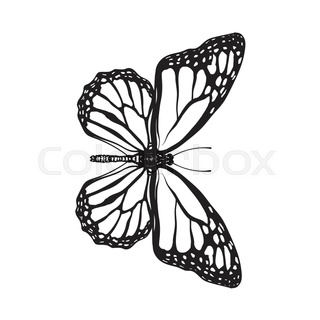 320x320 Top View Of Gray Moth, Sketch Illustration Isolated On White