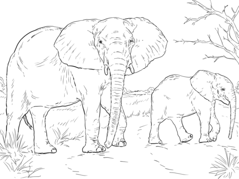 480x360 African Elephant Mother And Baby Coloring Page Free Printable