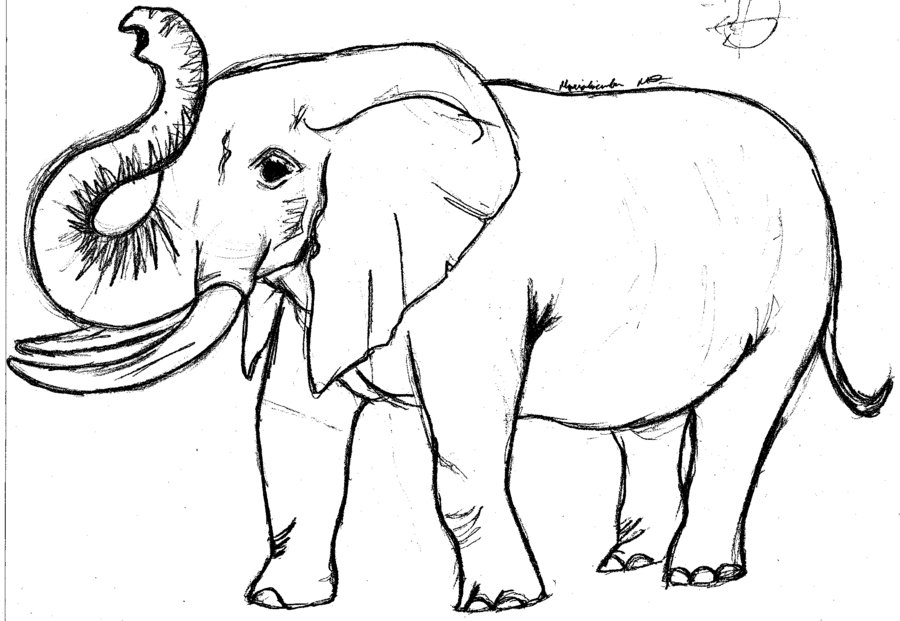 900x621 Elephant Images Drawings