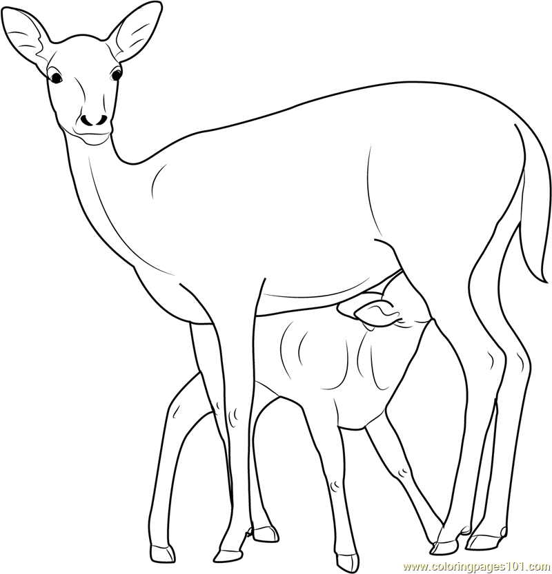 800x833 Mother And Baby Deer Coloring Page