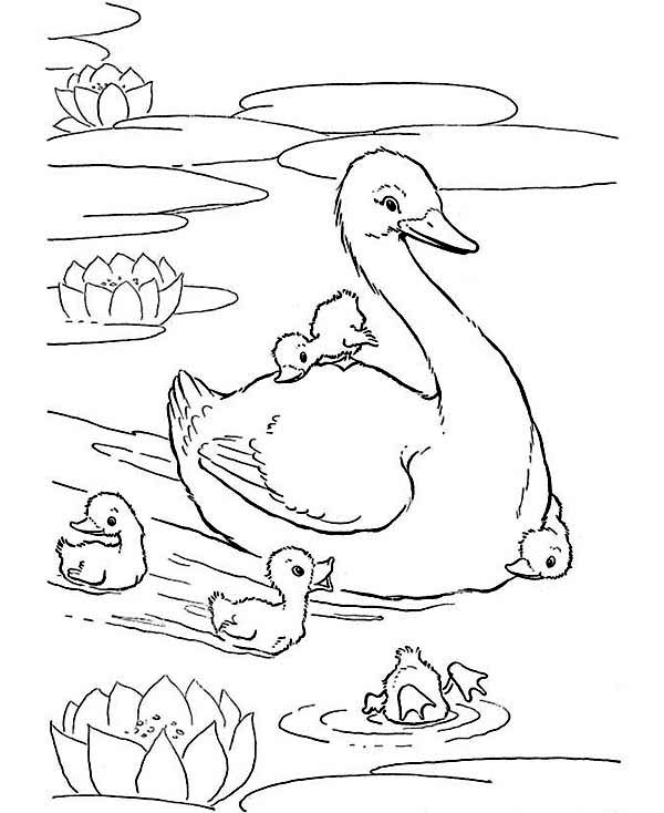 600x734 Mother Of Duck And Her Babies Coloring Page