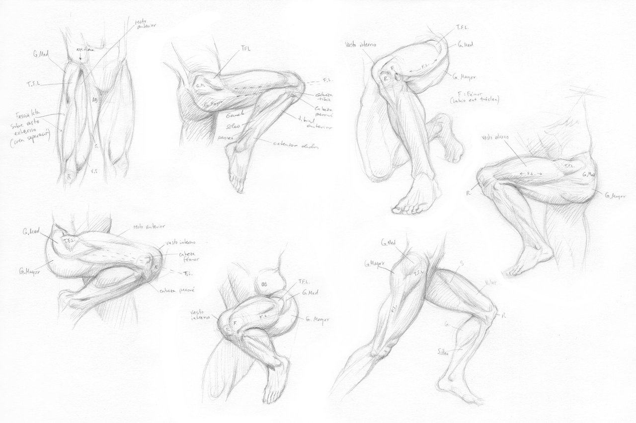 1280x852 Upper Leg Anatomy