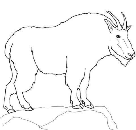 480x458 Mountain Goat Coloring Page Free Printable Coloring Pages