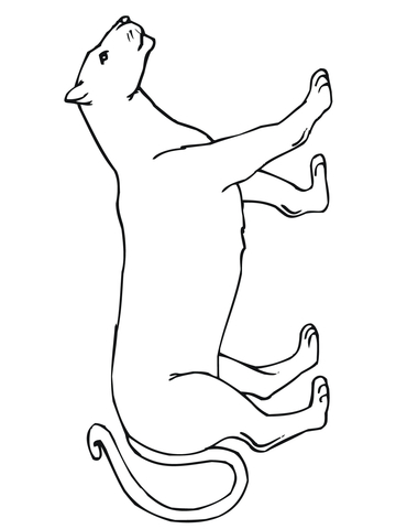 360x480 Walking Mountain Lion Coloring Page Free Printable Coloring Pages