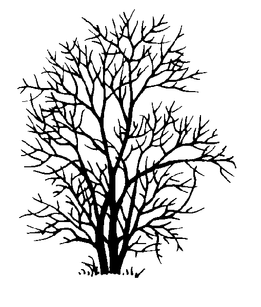 Mountain And Trees Drawing