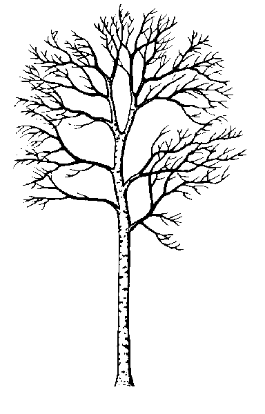 384x600 Mountain Paper Birch