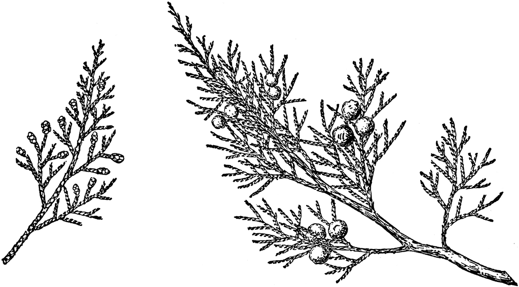 1024x567 Branch Of Rocky Mountain Juniper Clipart Etc