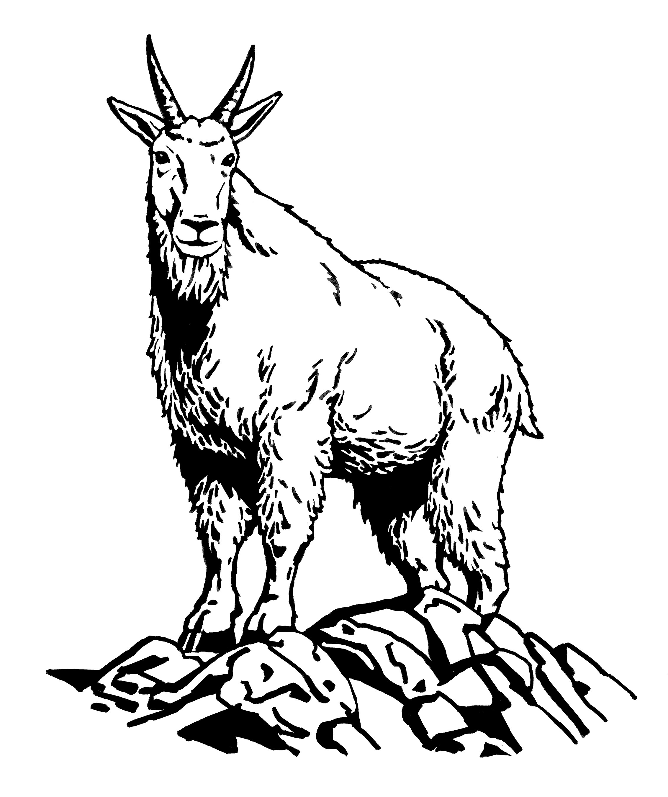 Mountain Goat Drawing at GetDrawings | Free download