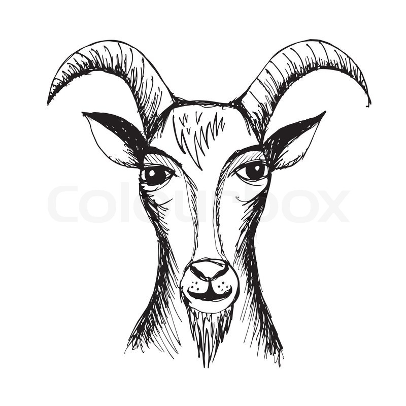 800x800 Hand Drawn Goat Stock Vector Colourbox