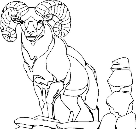 567x535 Mountain Goat Coloring Page Amp Coloring Book