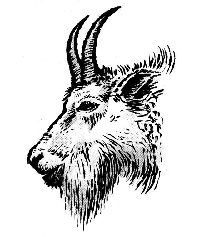 640x758 Mountain Goat Head Drawing