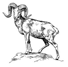235x229 Mountain Goat Ink Drawing By Ciara Barsotti