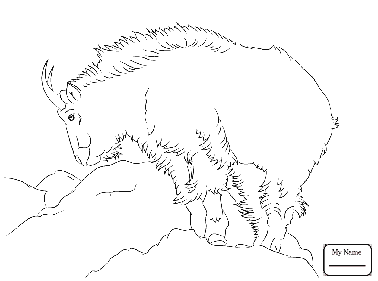 1253x934 Coloring Pages Mammals Hairy Mountain Goat