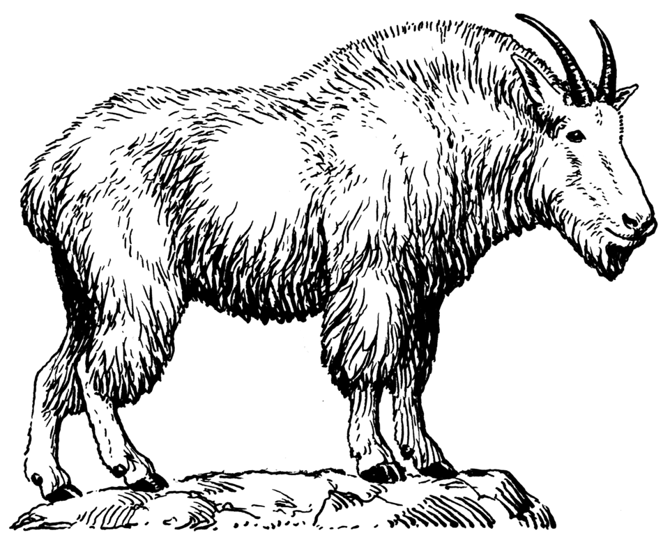 951x768 Filemountain Goat (Psf).png