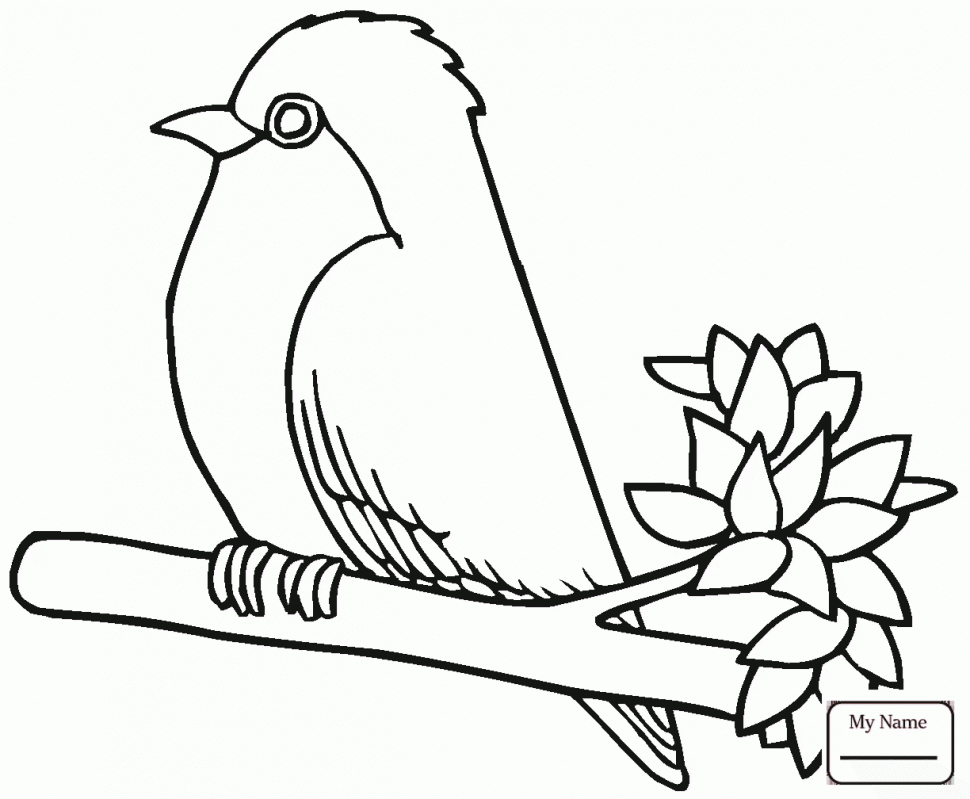 Mountain Laurel Drawing