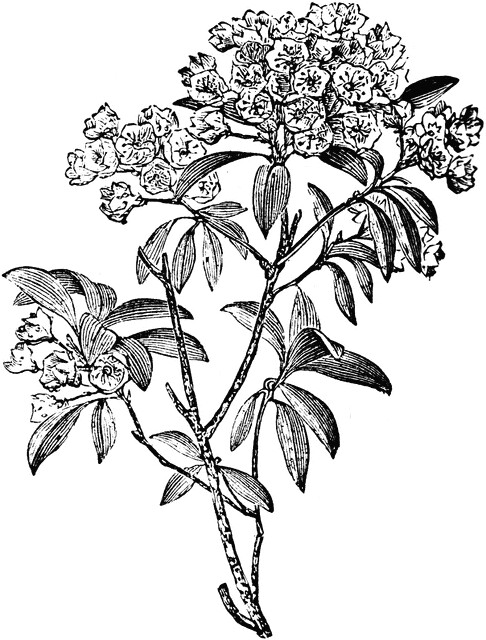 Mountain Laurel Drawing at GetDrawings | Free download