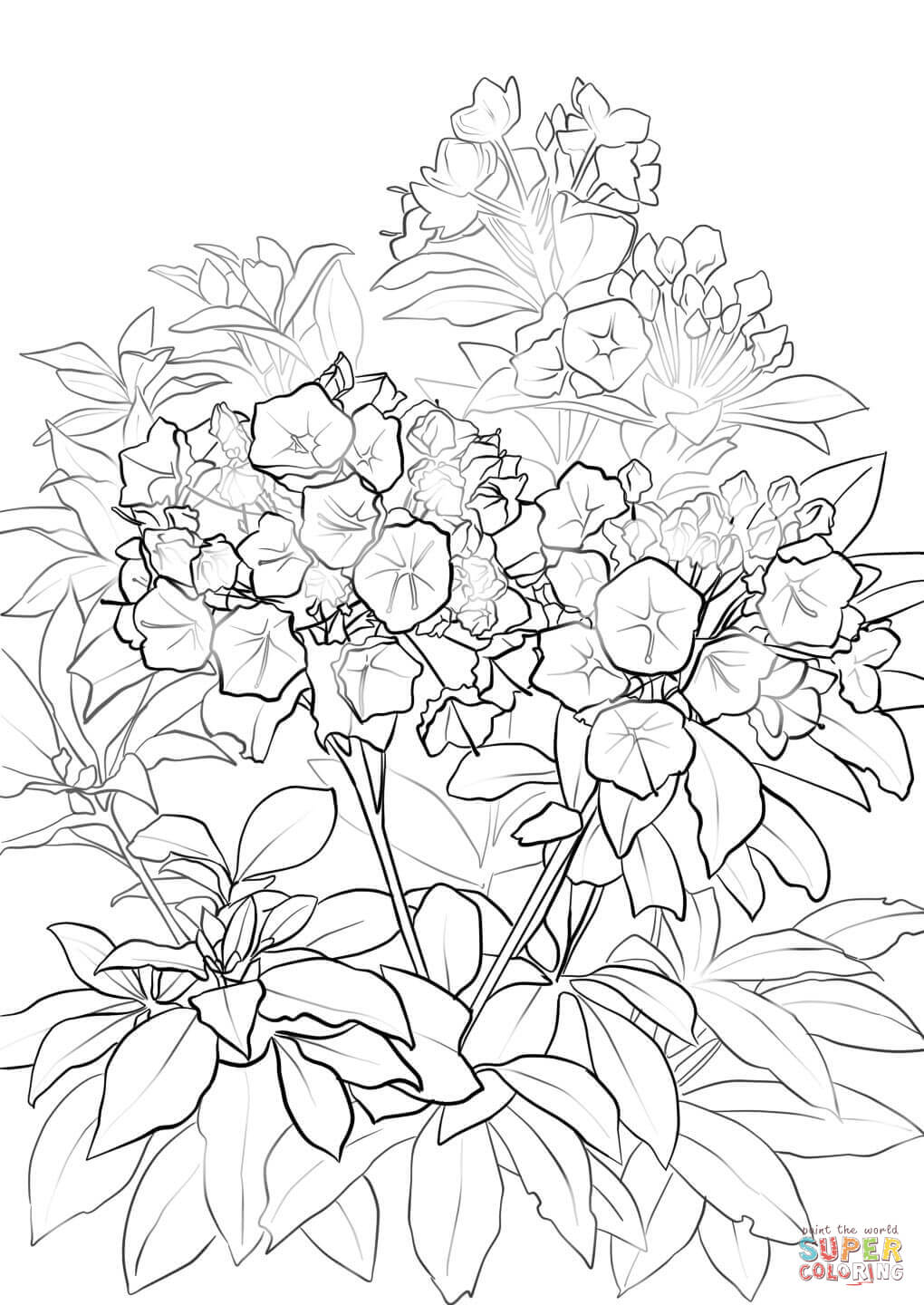 1020x1440 Mountain Laurel Coloring Page Free Printable Coloring Pages