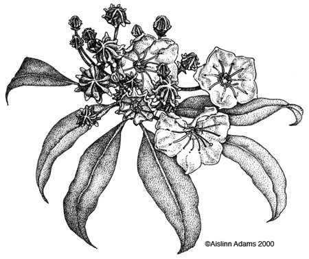 450x378 Mountain Laurel, Pennsylvania Represent Tattoo