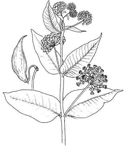 403x480 Common Name Index M P