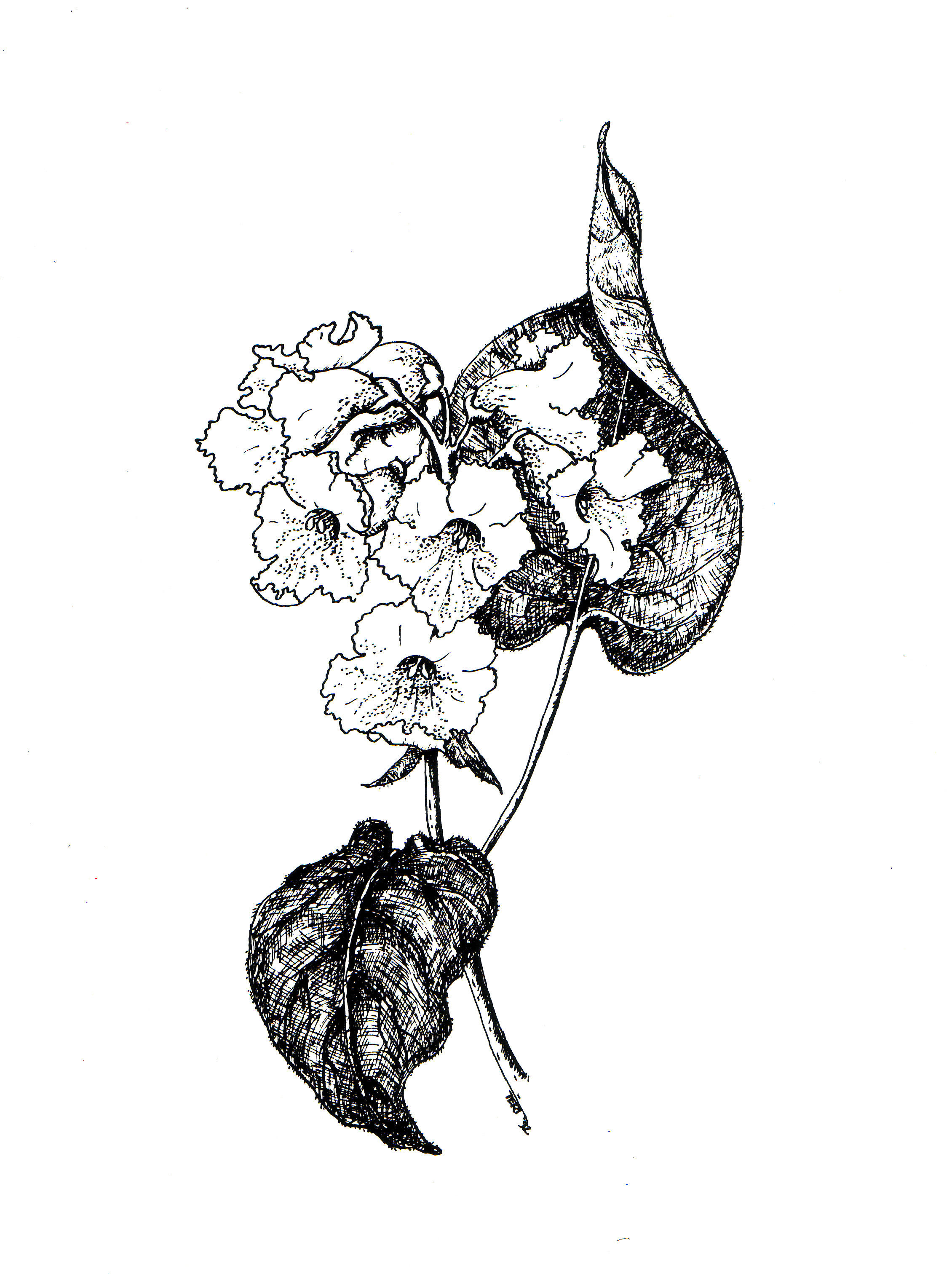 2260x3024 Mountain Laurel The World Is A Beautiful Place