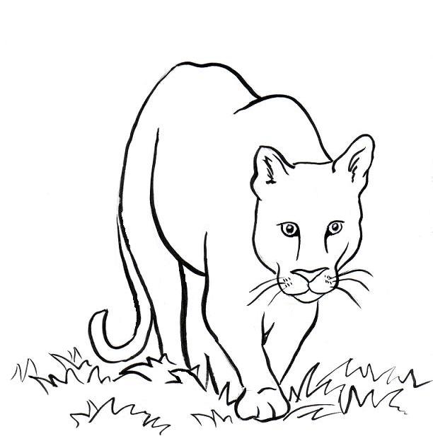 612x630 Mountain Lion Coloring Page
