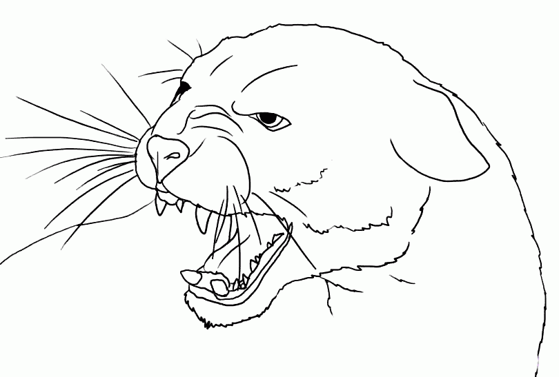 810x547 Mountain Lion Coloring Pages