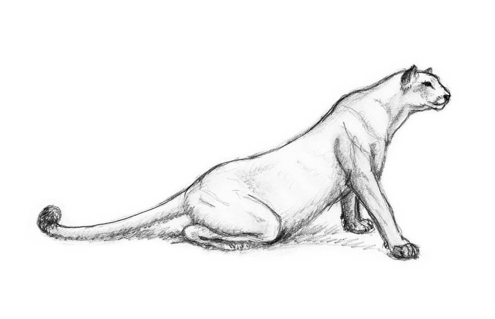 1000x646 Sketches Cat The Wilson