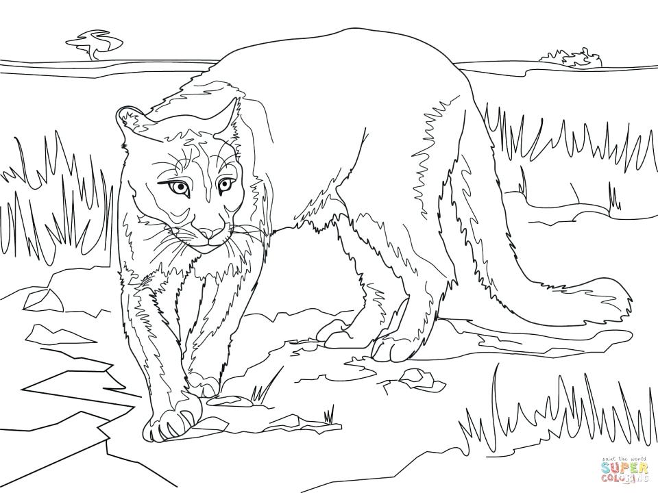 960x720 Mountain Lion Coloring Page