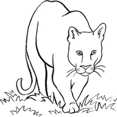 Mountain Lion Drawing at GetDrawings | Free download