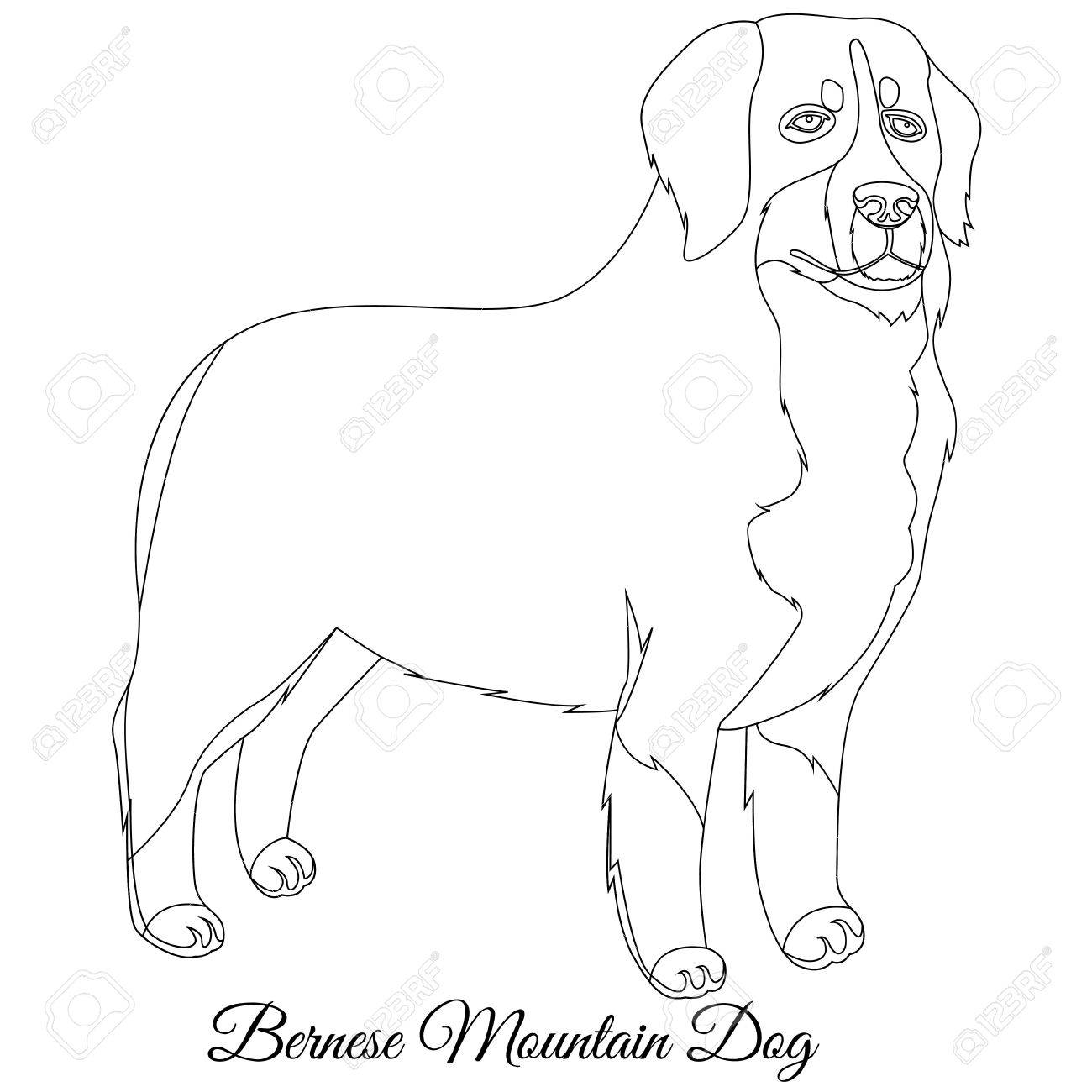 1300x1300 Bernese Mountain Dog Outline Vector Illustration Royalty Free
