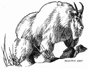 347x271 Sam's Gallery Of Wondersink Drawings