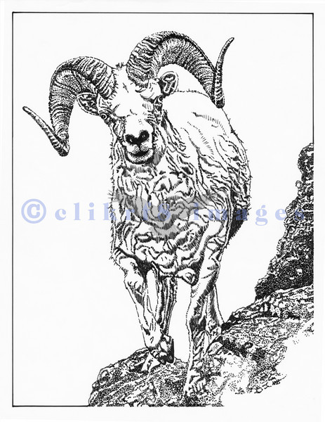 463x600 Clikrf8 Photo Keywords Mountain Goat, Ink Drawing