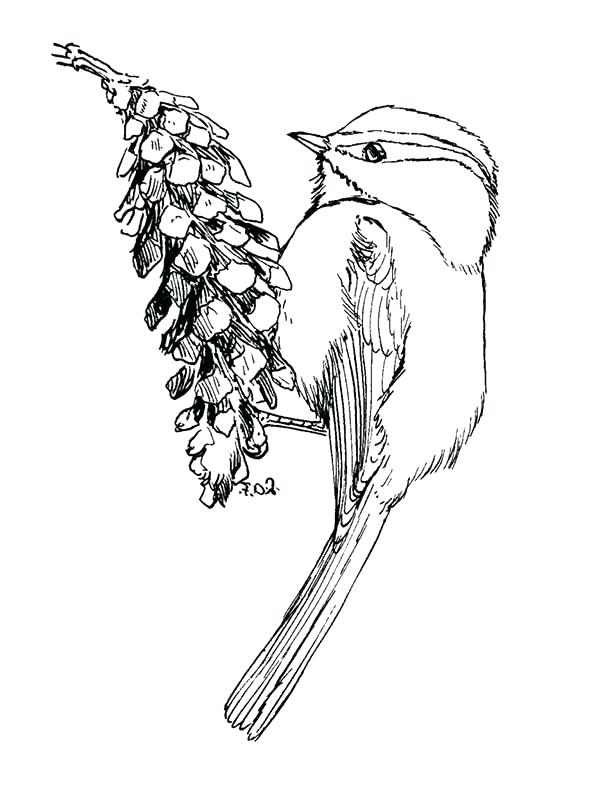 600x798 Fruit Drawings To Color Fruit Images For Colouring Google Search