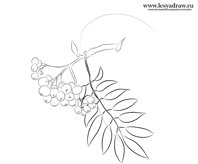 650x540 How To Draw A Mountain Ash With A Pencil Step By Step