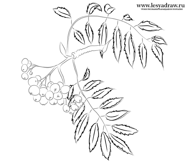 650x560 To Draw A Mountain Ash With A Pencil Step By Step