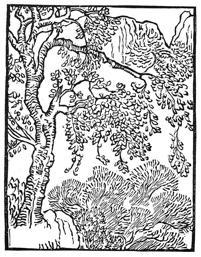 704x900 A Wooded Mountain Scene Drawing By Granger