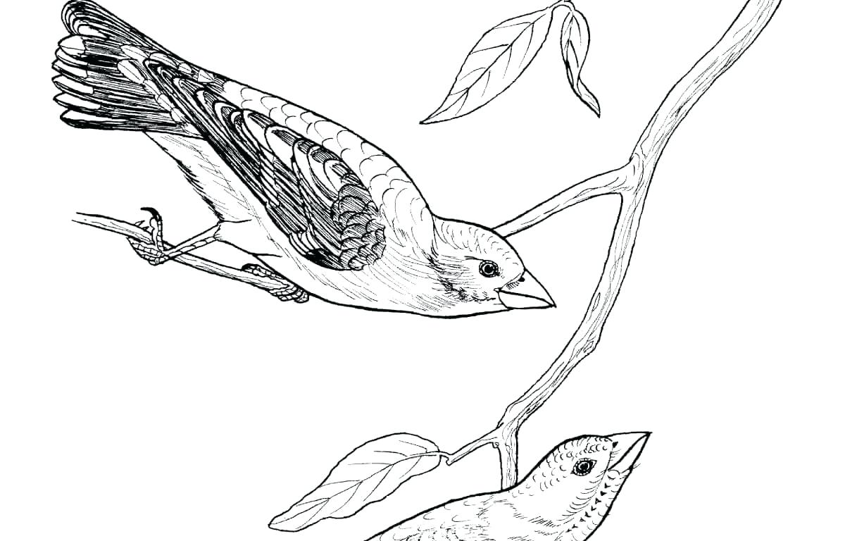 1200x768 Gallery Bluebird Pictures Free To Print,