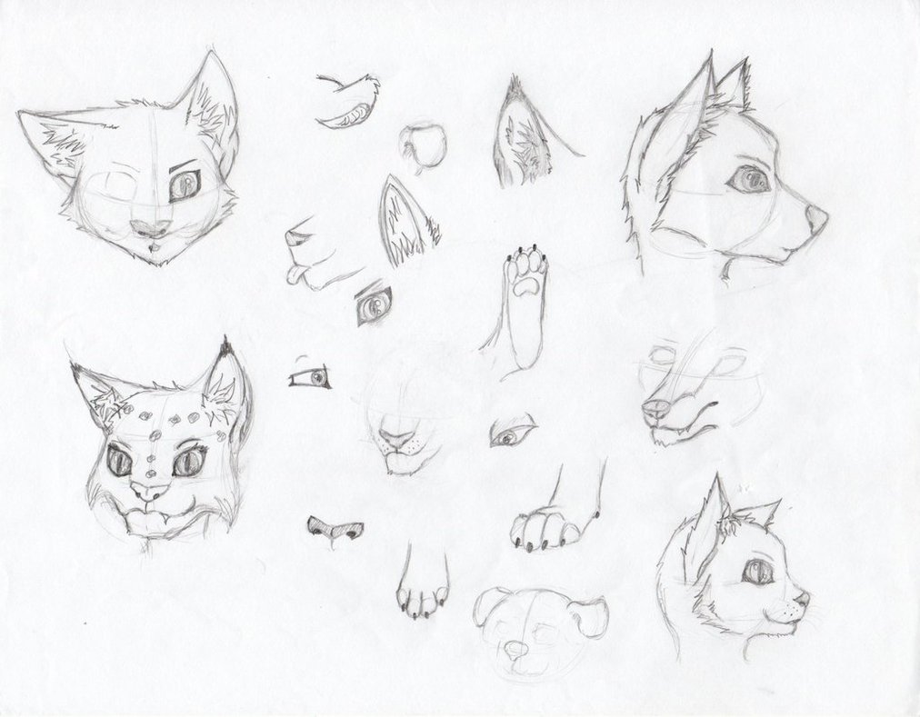 1012x789 Furry Sketches By Mountianwolf