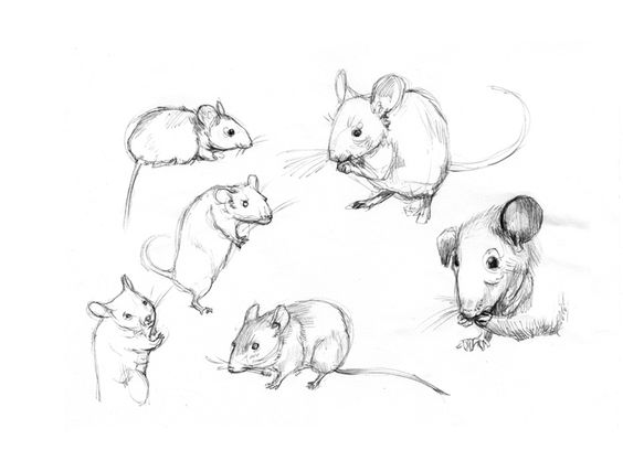 564x418 I Character Design References Find More