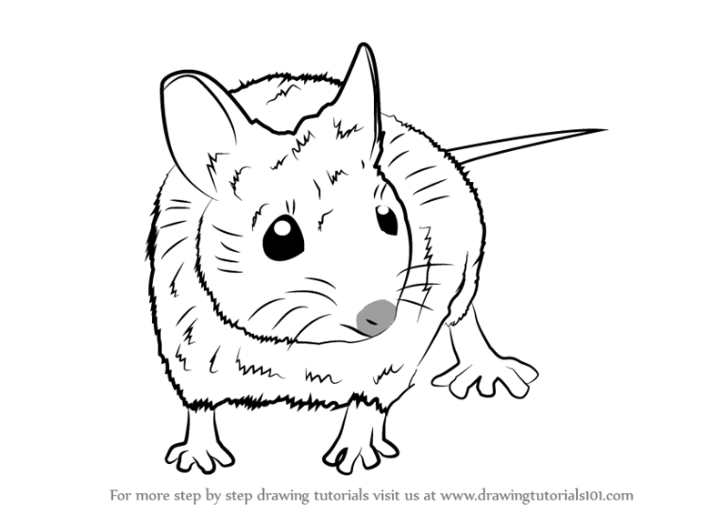 800x565 Learn How To Draw A Wood Mouse (Rodents) Step By Step Drawing