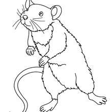 220x220 Mouse Coloring Pages