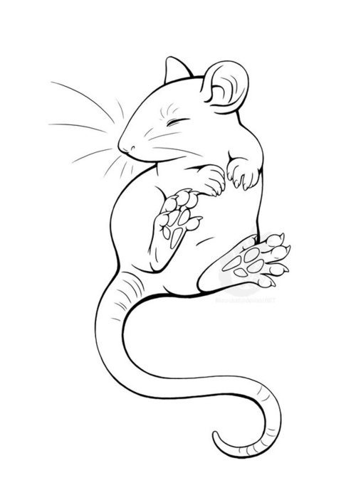 500x703 Doodles Of My Rat On Scrap Paper Done While He Was Sleeping. This