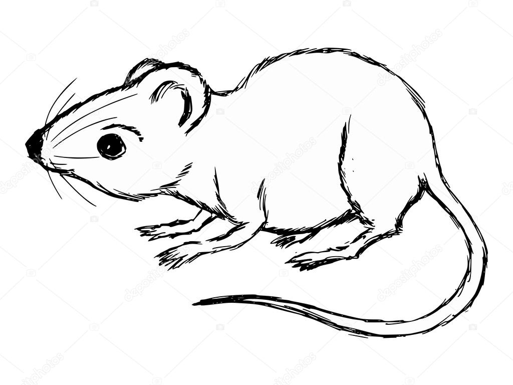 1024x768 House Mouse Stock Vector Perysty